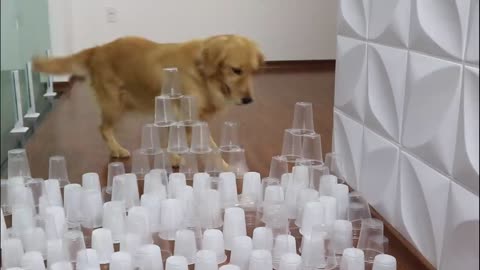 Cup Obstacle Challenge CAT vs DOG