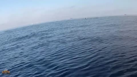 Close encounter to dolphins!