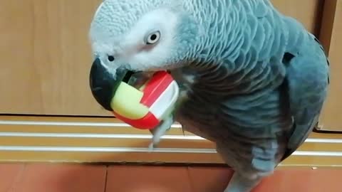 Parrots are good at assembly puzzles