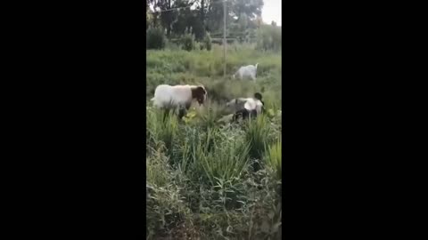Funniest Animals Video