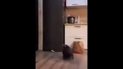 Feline Freestyle