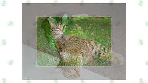 Desert Lynx Cat VS. Savannah Cat