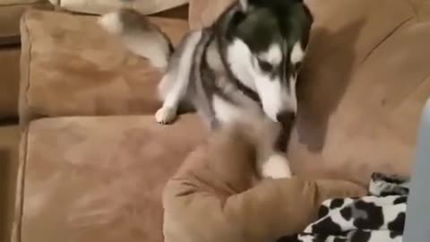 Husky Throws The FUNNIEST Temper Tantrum