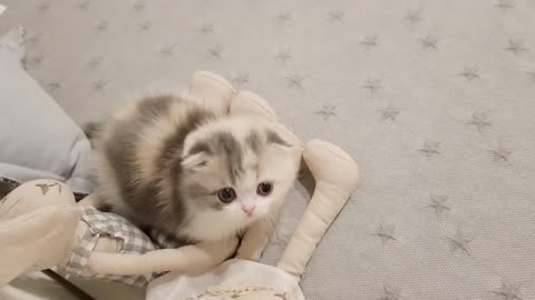 cute kitten videos short leg cat- KimsKennel 2021
