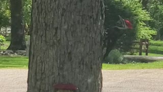 PILEATED WOODPECKER IN OUR FRONT YARD