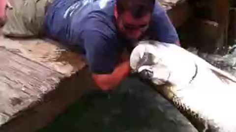 Fish Attack On Man
