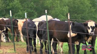Lightning strike kills Colorado rancher and 34 head of cattle