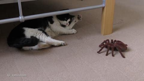 Cat vs giant spider