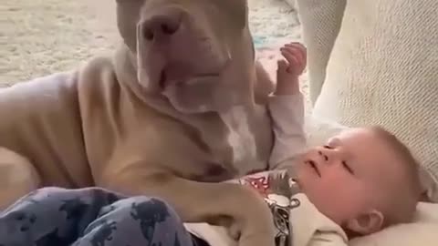 puppy with baby