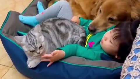 Cute Dog And Cat Playing With Small Kid Funny Video