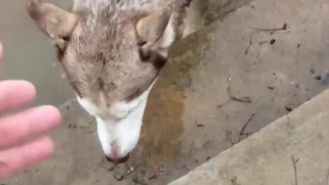 Puppy Swimming First Time