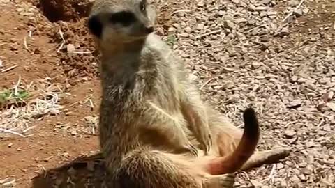 Meerkat drunken at work