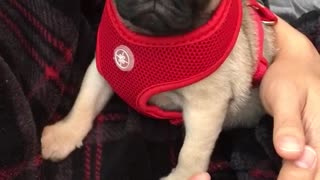 Tan pug falling asleep in owner's arms