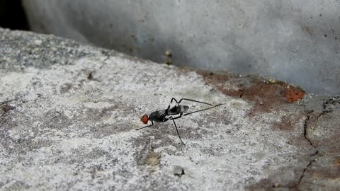 Macro Insect Wasp Fauna Armenia