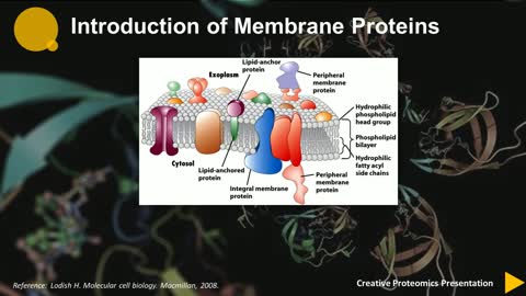 Membrane protein identification by shotgun proteomics