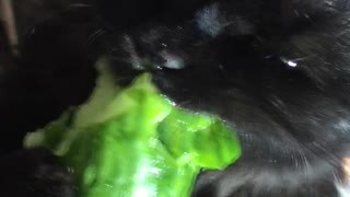Hungry Kitty Growls while Munching Cucumber
