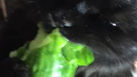 Hungry Kitty Growls while Munching Cucumber