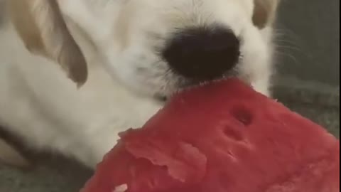 Cute Puppy eating water melon