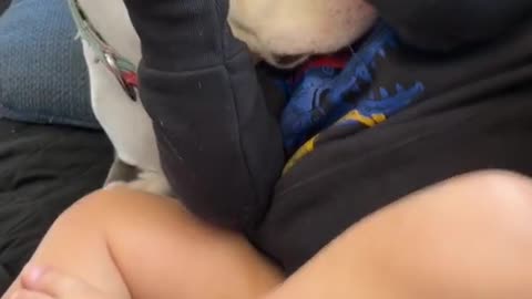 Toddler and dog are giving each other hugs and kisses!
