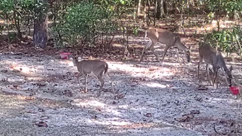 FL White Tail Deer family