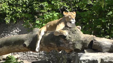 See the lion above the tree cinematic