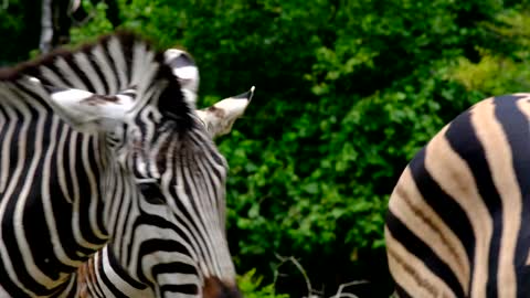Zebras are single-hoofed animals that are native to Africa