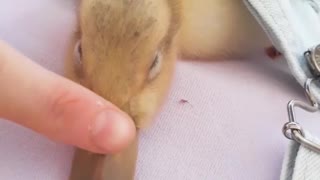 This is the cutest little ducky you will ever see