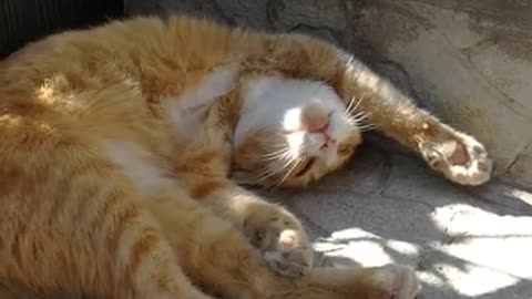 cat funny and prentends sleep video•best video cat• vines best fun•