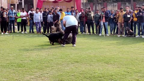 Dog traning... Dog attack owner
