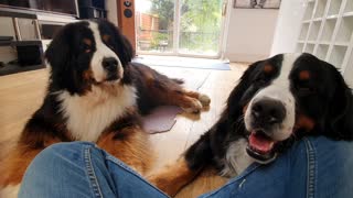 Owner tries to eat cookie in front of Bernese Mountain Dogs