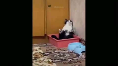 Funny Cat video, Cute cat video,Best Funny Cat video