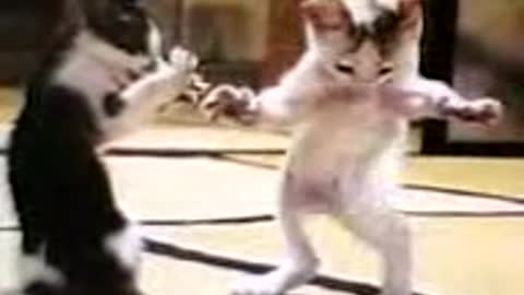 Dancing Cat