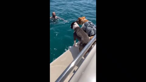 Puppy accidentally knocks dog off boat into the water