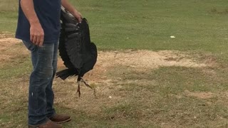 Rescuing a Bird of Prey, Vulture