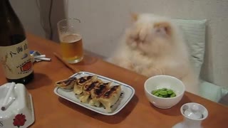 Spoiled cat enjoys full dinner spread