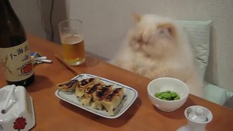 Spoiled cat enjoys full dinner spread