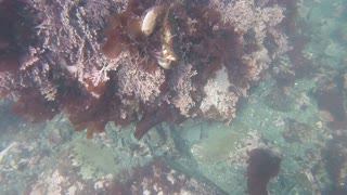 Casual Dive near Point Kelli Mendocino