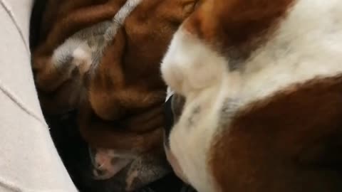 Adorable English Bulldog Licks His Brother's Ears And Face