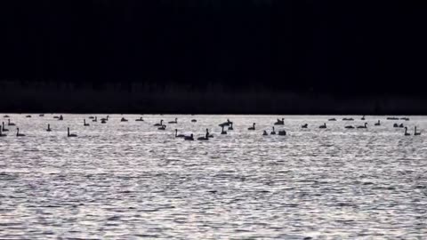 Beautiful Swans at the Lake - side