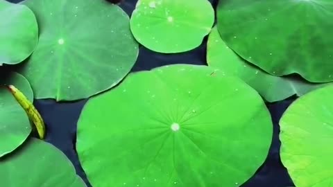 The technique of growing water lilies in a water tank is much simpler than growing potted flowers