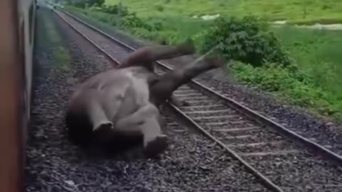 Elephant hit by train