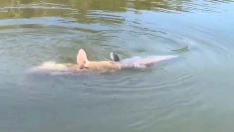 Giant Catfish Getting Eaten