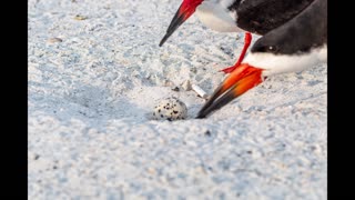 Help Protect the Black Skimmers
