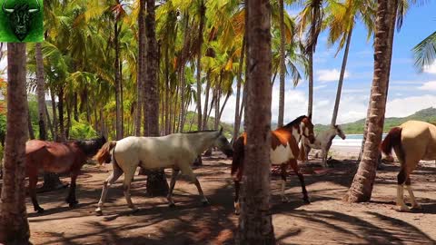 Wild horses enjoy the beach