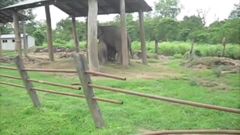 Cute Baby Elephant Twins!!!!!! Adorable!! ♥♥♥