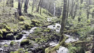 Not So Dry "Dry Creek" + Falls in Old Growth Rainforest – Columbia River Gorge – Oregon – 4K