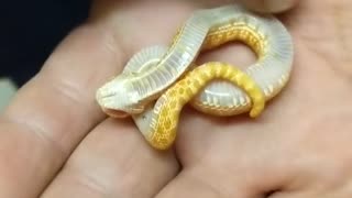 Baby Hognose Snake Playing Dead Fresh From the Egg