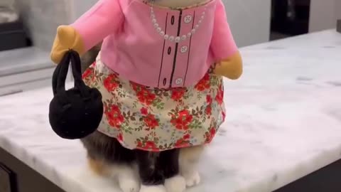 😆Cute cat wearing a costume and act like Girl💕