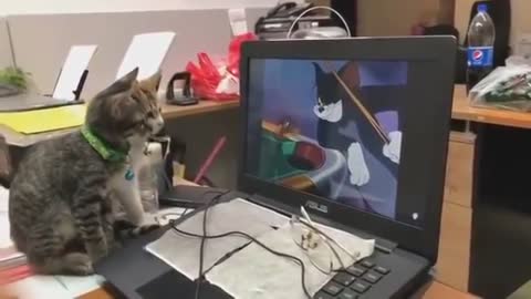 Amazing style two cats watching Tom and Jerry..