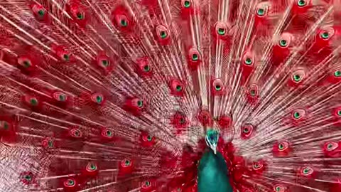 Beautiful peacock dancing video, Funny animals, funny animals video